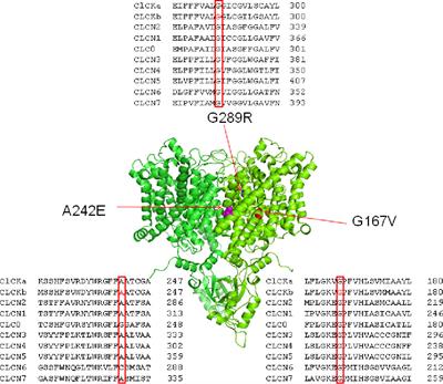 Functional Study of Novel Bartter’s Syndrome Mutations in ClC-Kb and Rescue by the Accessory Subunit Barttin Toward Personalized Medicine